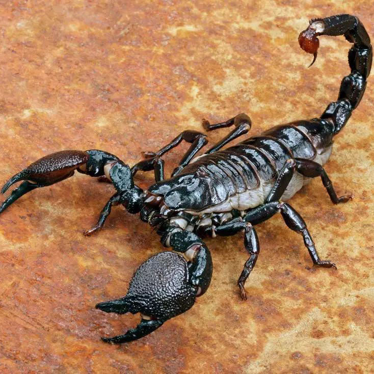 How Much Do You Know About Scorpions? – metalkitor