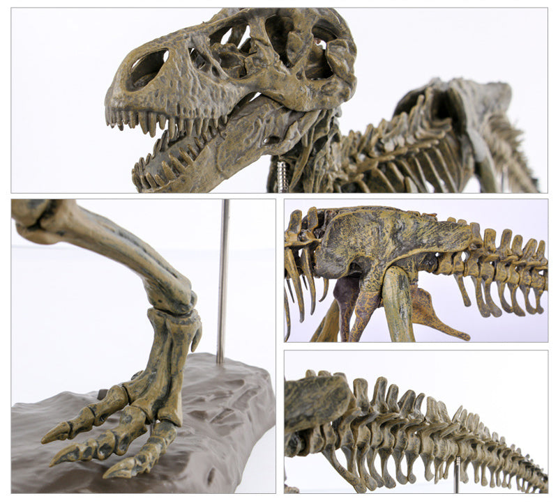 3D DIY Tyrannosaurus Rex Skeleton Fossil Large Model  Kit