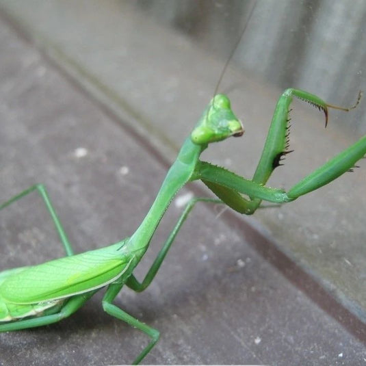 How much do you know about praying mantises?