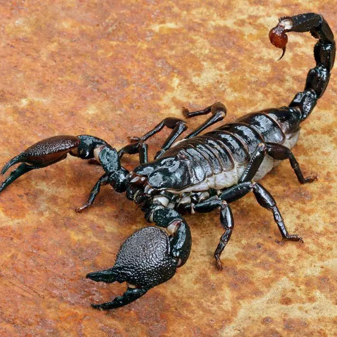 Que savez-vous sur les scorpions?