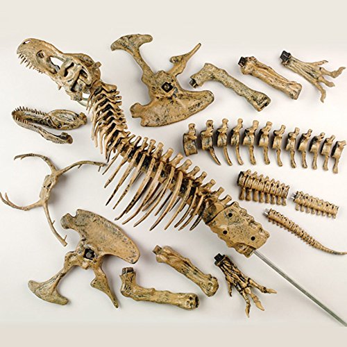 3D DIY Tyrannosaurus Rex Skelett Fossil Large Model Kit