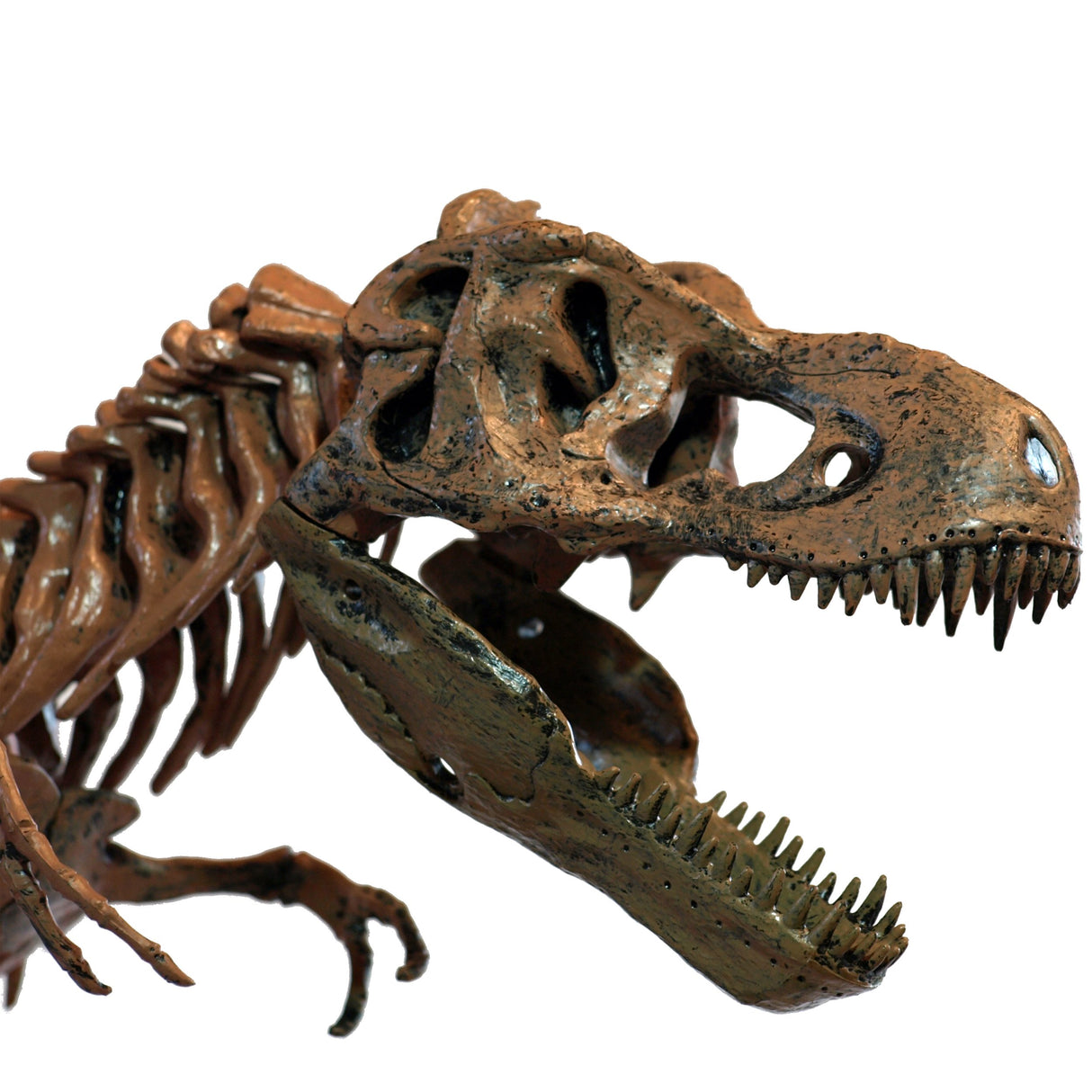 3D DIY Tyrannosaurus Rex Skeleton Fossil grote modelkit