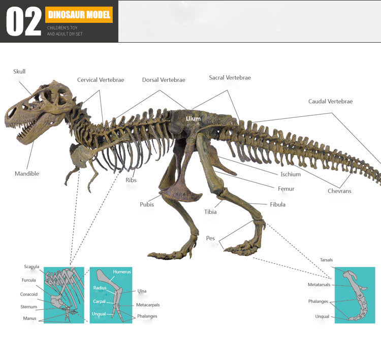 Laad de afbeelding in galerijviewer, 3D DIY Tyrannosaurus Rex Skeleton Fossil grote modelkit
