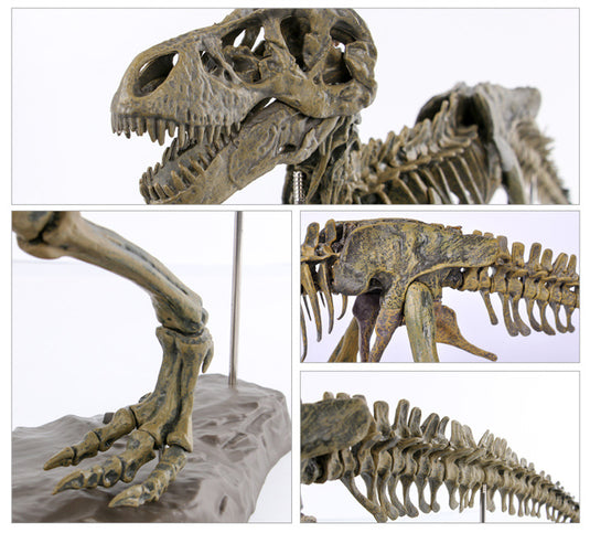 3D DIY Tyrannosaurus Rex Skelett Fossil Large Model Kit